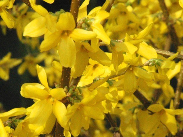 Forsitia Lynwood Gold - Forsythia intermedia - Mimosa de París - El Nou Garden