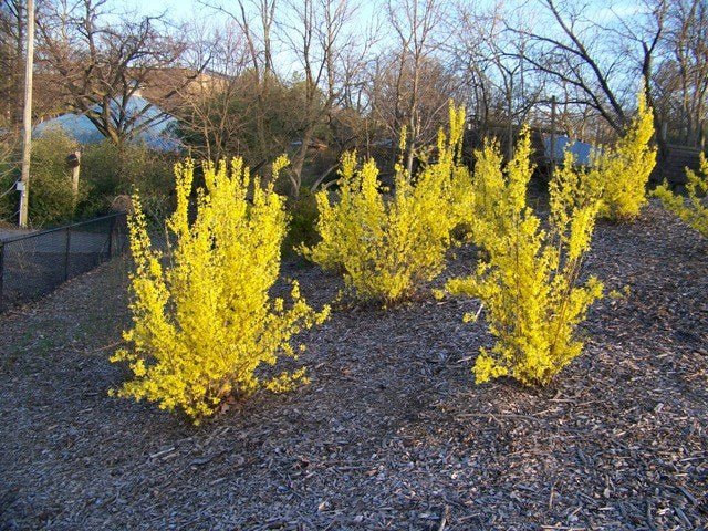 Forsitia Lynwood Gold - Forsythia intermedia - Mimosa de París - El Nou Garden