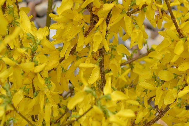 Forsitia Spring Glory - Forsythia intermedia - El Nou Garden