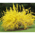 Forsitia Spring Glory - Forsythia intermedia - El Nou Garden