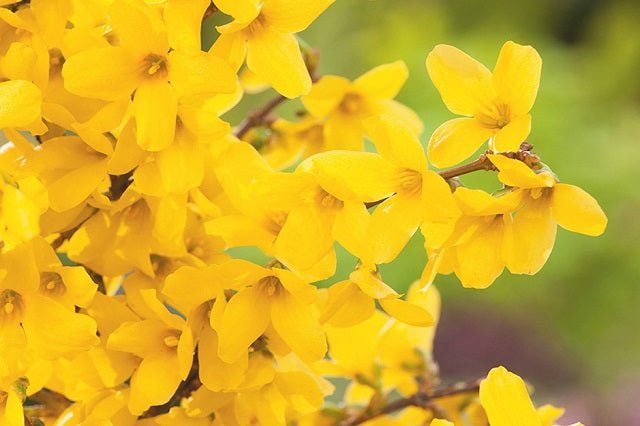 Forsitia Week End Courtalyn - Forsythia intermedia - El Nou Garden