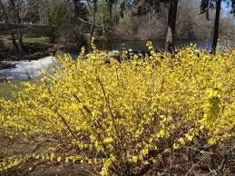 Forsitia Week End Courtalyn - Forsythia intermedia - El Nou Garden