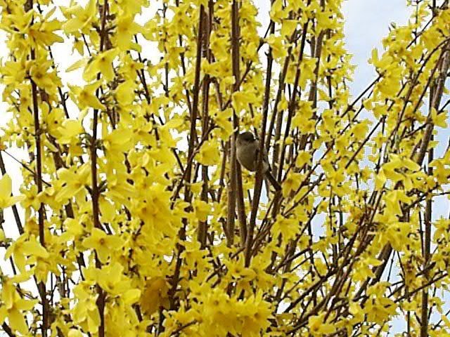 Forsitia Week End Courtalyn - Forsythia intermedia - El Nou Garden
