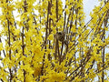 Forsitia Week End Courtalyn - Forsythia intermedia - El Nou Garden