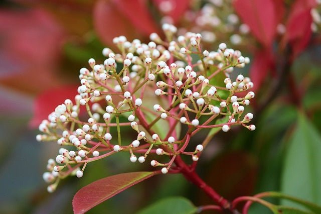 Fotinia Carre Rouge - Photinia fraseri - El Nou Garden