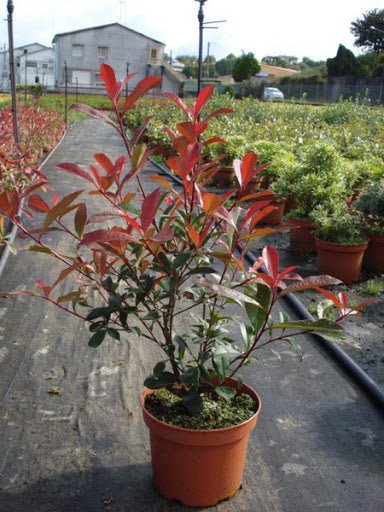 Fotinia Carre Rouge - Photinia fraseri - El Nou Garden