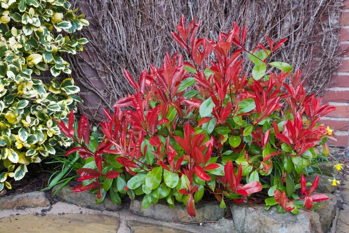Fotinia Red Robin - Photinia fraseri - El Nou Garden