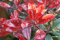 Fotinia Red Select - Photinia fraseri - El Nou Garden