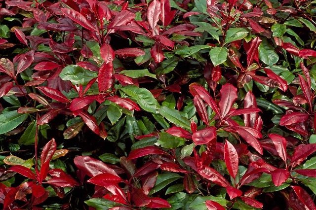 Fotinia Robusta Compacta - Photinia fraseri - El Nou Garden