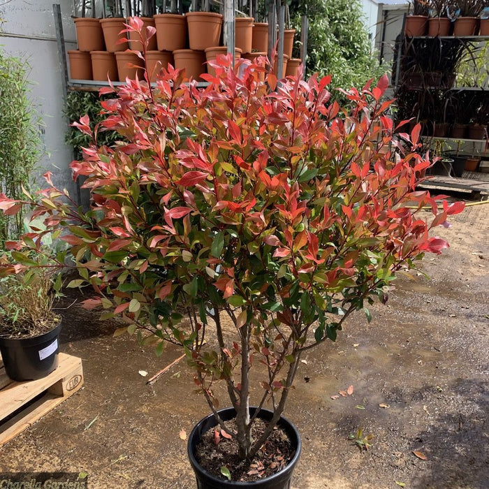 Fotinia Robusta Compacta - Photinia fraseri - El Nou Garden