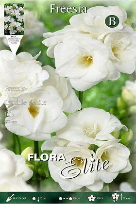 Freesia doble blanca - Bulbos - El Nou Garden