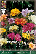 Freesia doble mezcla colores - Bulbos - El Nou Garden