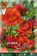 Freesia doble naranja - Bulbos - El Nou Garden