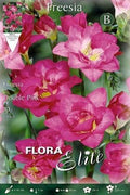 Freesia doble violeta - Bulbos - El Nou Garden