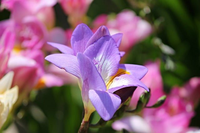 Freesia híbrida - El Nou Garden