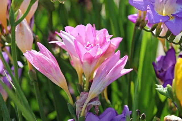 Freesia híbrida - El Nou Garden