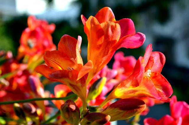 Freesia híbrida - El Nou Garden