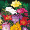 Freesia híbrida - El Nou Garden