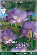 Freesia simple azul - Bulbos - El Nou Garden