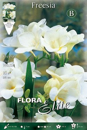Freesia simple blanca - Bulbos - El Nou Garden