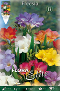 Freesia simple mezcla colores - Bulbos - El Nou Garden