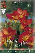Freesia simple roja - Bulbos - El Nou Garden