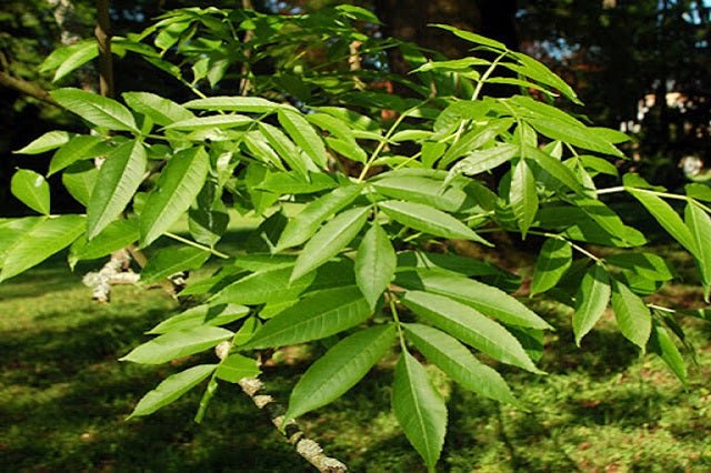 Fresno común - Fraxinus excelsior - El Nou Garden