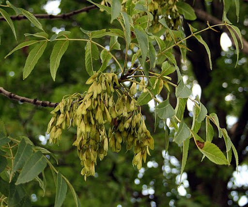 Fresno común - Fraxinus excelsior - El Nou Garden