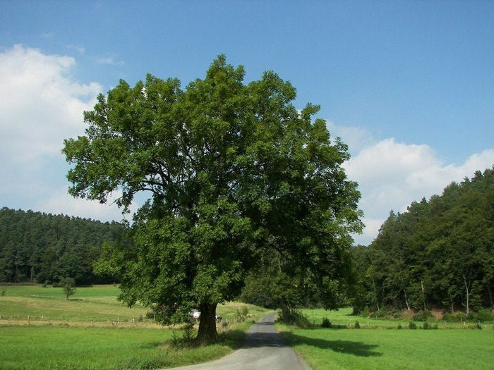 Fresno común - Fraxinus excelsior - El Nou Garden