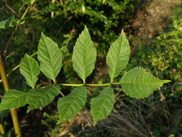 Fresno común - Fraxinus excelsior - El Nou Garden