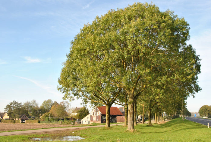 Fresno común - Fraxinus excelsior - El Nou Garden