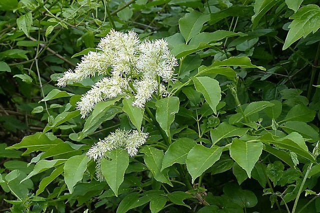 Fresno de flor - Fraxinus ornus - El Nou Garden