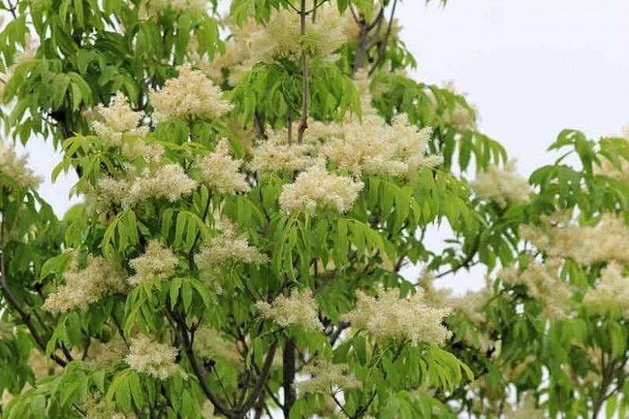 Fresno de flor - Fraxinus ornus - El Nou Garden