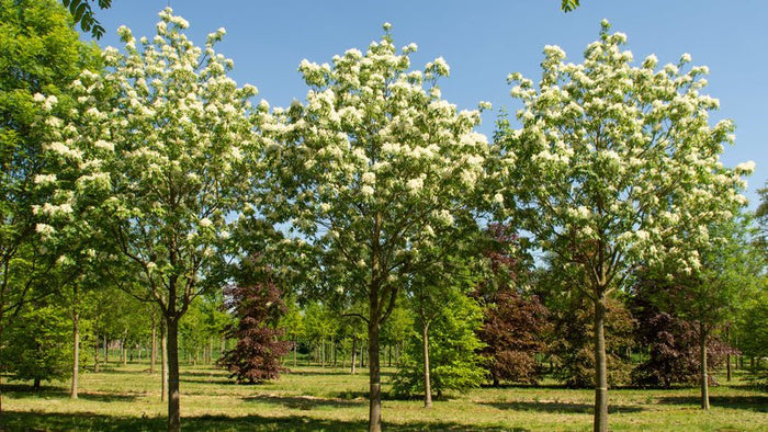 Fresno de flor - Fraxinus ornus - El Nou Garden
