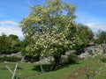 Fresno de flor - Fraxinus ornus - El Nou Garden