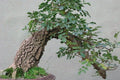 Fresno de hojas estrechas - Fraxinus angustifolia - Bonsai - El Nou Garden