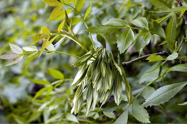Fresno de hojas estrechas - Fraxinus angustifolia - El Nou Garden