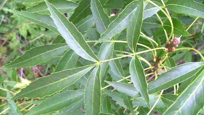 Fresno de hojas estrechas - Fraxinus angustifolia - El Nou Garden