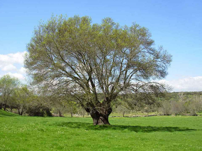 Fresno de hojas estrechas - Fraxinus angustifolia - El Nou Garden