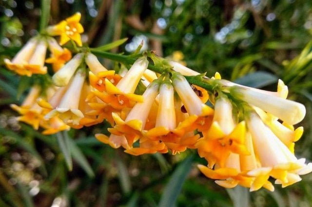 Freylinia Lanceolata - El Nou Garden