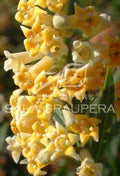 Freylinia Lanceolata - El Nou Garden