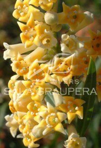 Freylinia Lanceolata - El Nou Garden