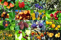 Frutal de regalo - Oferta frutales - Valor 25,00€ - El Nou Garden