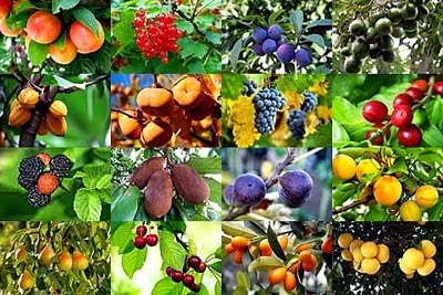 Frutal de regalo - Oferta frutales - Valor 25,00€ - El Nou Garden