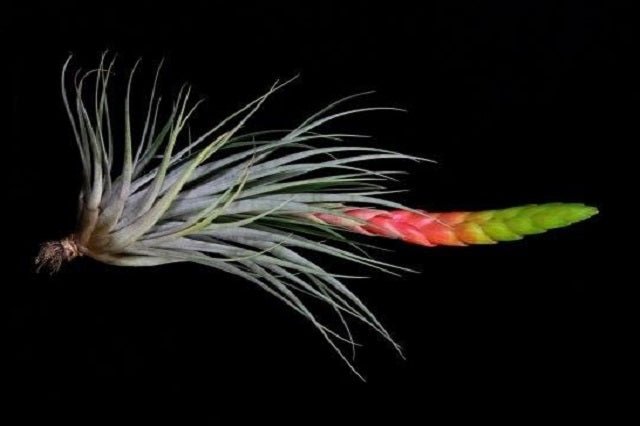 Gallito - Tillandsia fasciculata - El Nou Garden