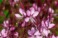 Gaura Lindheimeri Siskiyou Pink - El Nou Garden