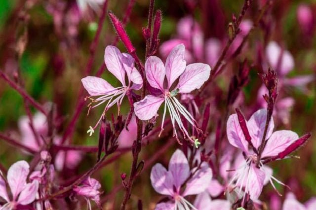 Gaura Lindheimeri Siskiyou Pink - El Nou Garden
