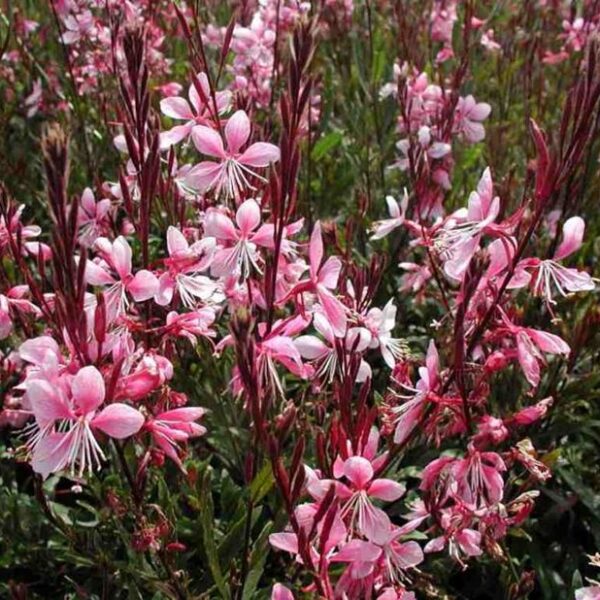 Gaura Lindheimeri Siskiyou Pink - El Nou Garden