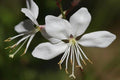 Gaura Lindheimeri white - El Nou Garden