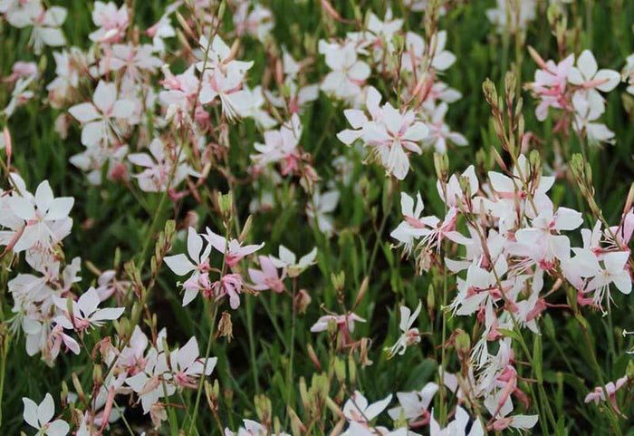 Gaura Lindheimeri white - El Nou Garden